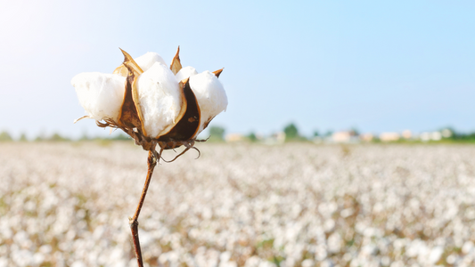 CERTYFIKAT GOTS - Wybór bawełny organicznej robi różnicę